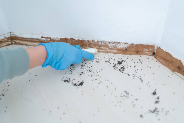 Best Flea Control Services  in New Freedom, PA